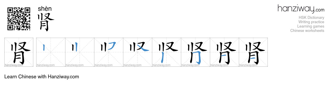 Character 肾 stroke orders