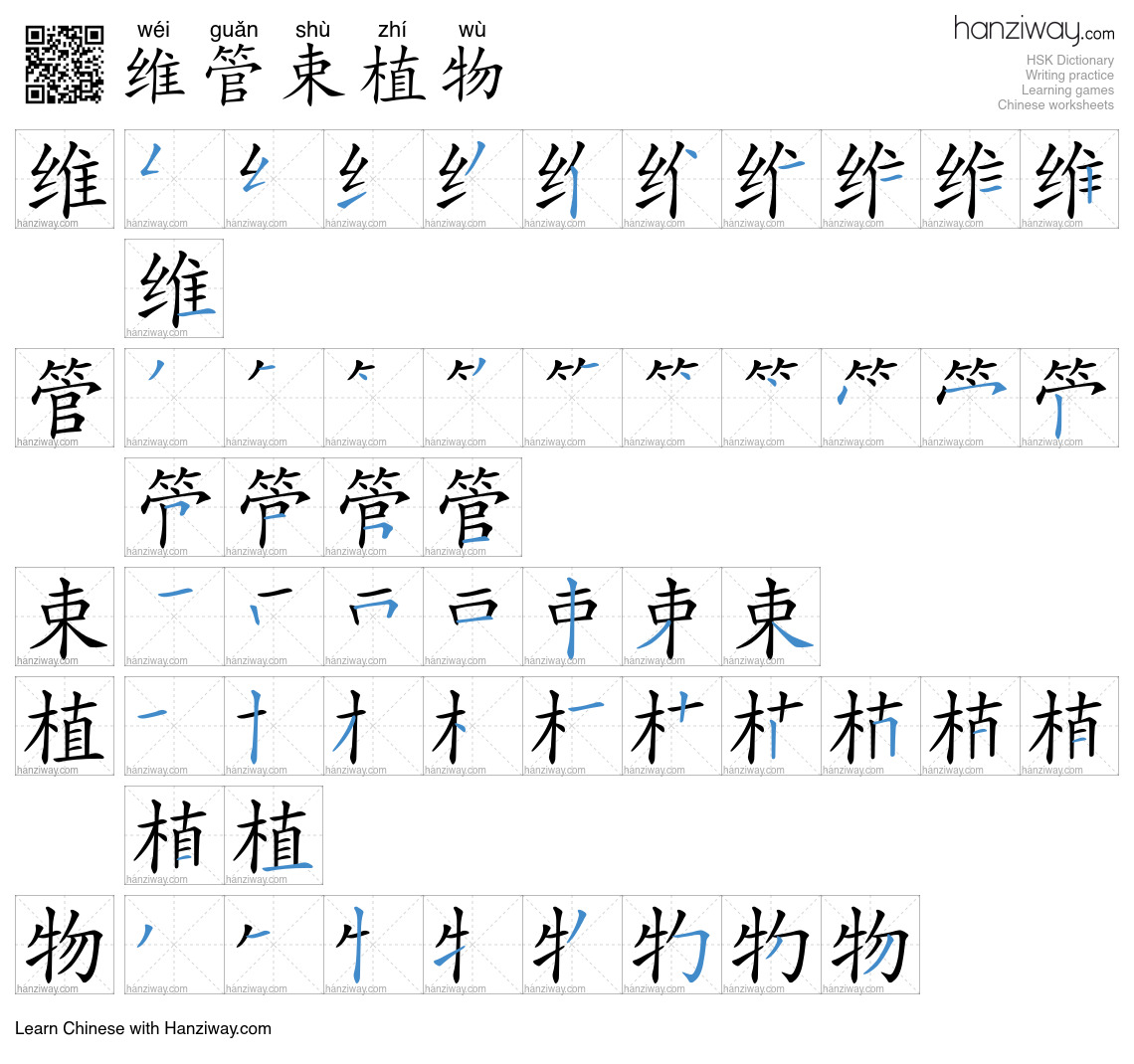 维管束植物 (wéi guǎn shù zhí wù) - English translation, writing, stroke ...
